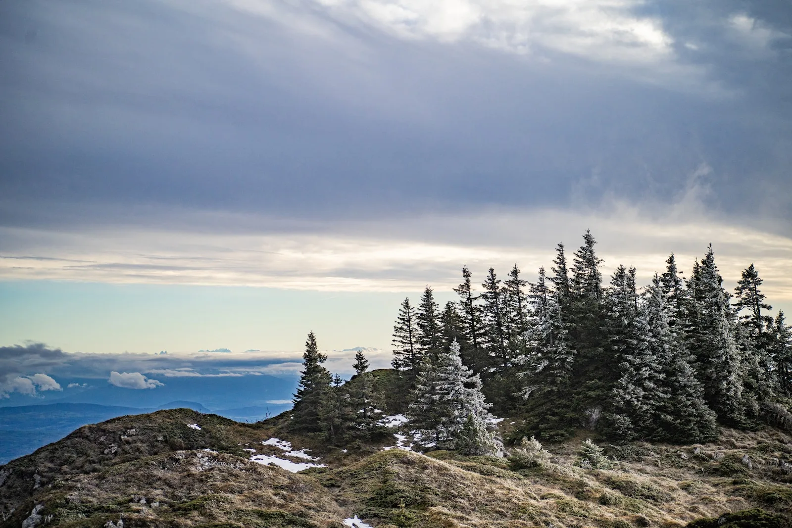 a group of pine trees on top of a mountain