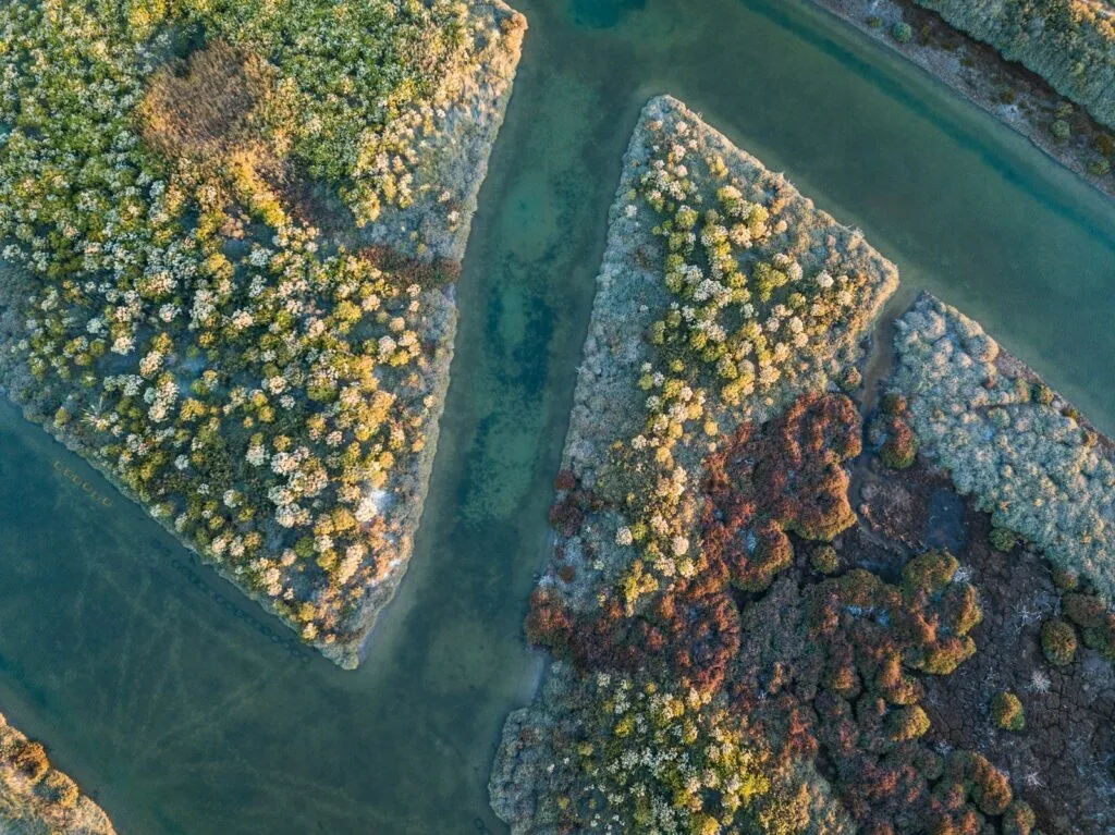 bird's-eye view photography of forest