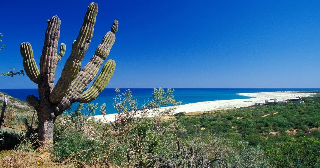Parc national de Cabo Pulmo : L’Aquarium du monde est en Basse Californie