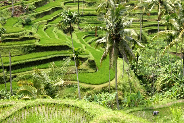 Vacances à Bali : que voir et faire durant le séjour ?