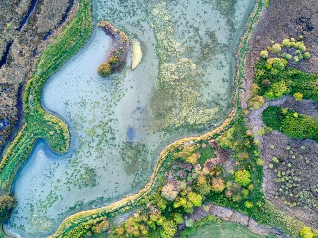 aerial photography of forest at daytime