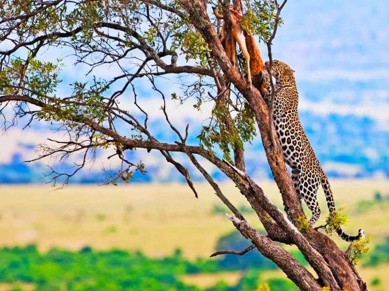Le Kenya, une destination à privilégier lors des voyages en Afrique