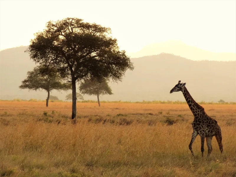 Quand et où partir en Afrique pour cette année ?